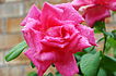 Rose-3881.jpg